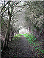 Path to the beach