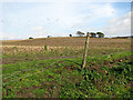 Fields east of Reydon