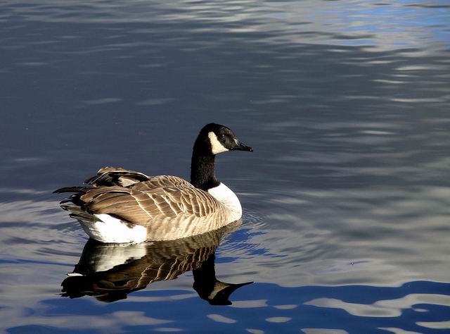 Canada Goose, Castle Loch © Lynne Kirton cc-by-sa/2.0 :: Geograph ...