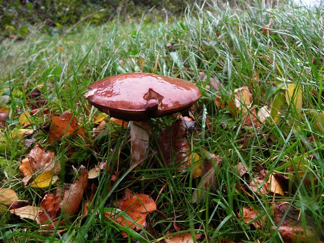 Fungus, Rusheen Point