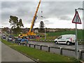 Moving the Hattersley Monkey Puzzle Tree