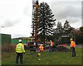 Hattersley Monkey Puzzle Tree