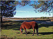 SU2601 : New Forest pony, Hincheslea Moor by michael ely