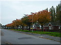 Autumn Comes to Kenilworth Road, Scunthorpe