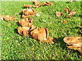 Fungi, Preston-under-scar