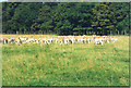 Deer at Dyrham Park