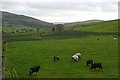 Pasture at Brynhafod