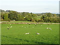 Sheep may safely graze, Wensley