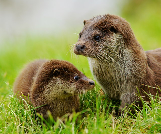 Otters at the British Wildlife Centre, Newchapel, Surrey
