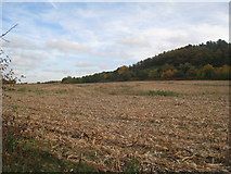 SK6792 : Harvested maize field below Barrow Hills by Jonathan Thacker
