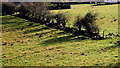 J3996 : Field and hedge, Glenoe by Albert Bridge