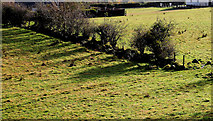 J3996 : Field and hedge, Glenoe by Albert Bridge