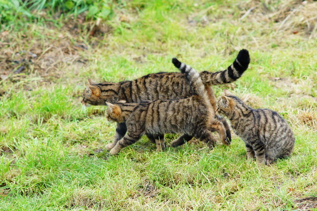 Scottish Wildcats at the British... © Peter Trimming :: Geograph ...