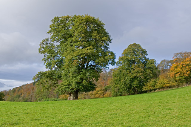 Oak tree, in field north of Burrington