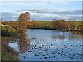 NZ0490 : Rothley Lake (East) by Oliver Dixon