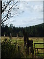 A field by Blairadam Forest, Kelty