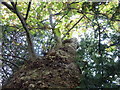 A warty -looking plane tree next to Chart Mills