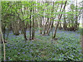 TQ4125 : Coppiced trees and Bluebells, Moyse's Wood by N Chadwick