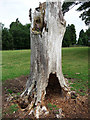 Dead tree near Petton