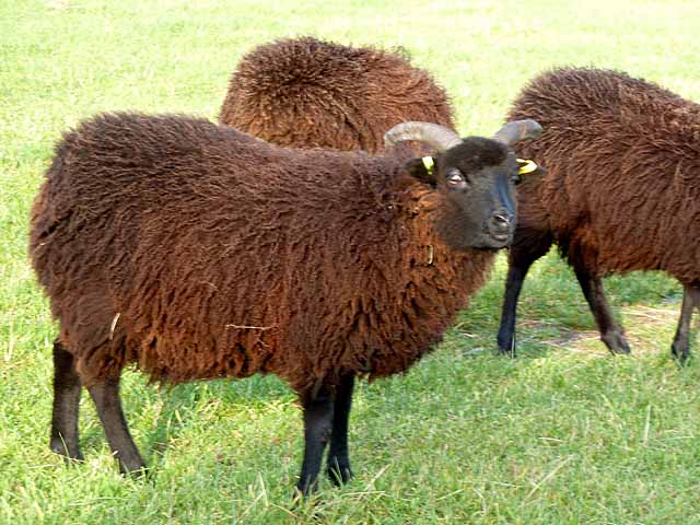 Hebridean Sheep At Fontburn Rare Breeds © Joan Sykes Cc By Sa20 Geograph Britain And Ireland 9129