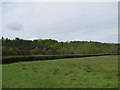 Coneyburrow Wood from Hook Lane