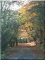 Single track road leading to Blairadam House