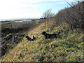 Railway embankment, Johnshaven