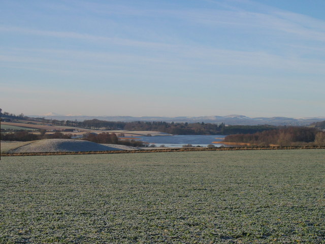 Field of winter barley Mains of Balgavies