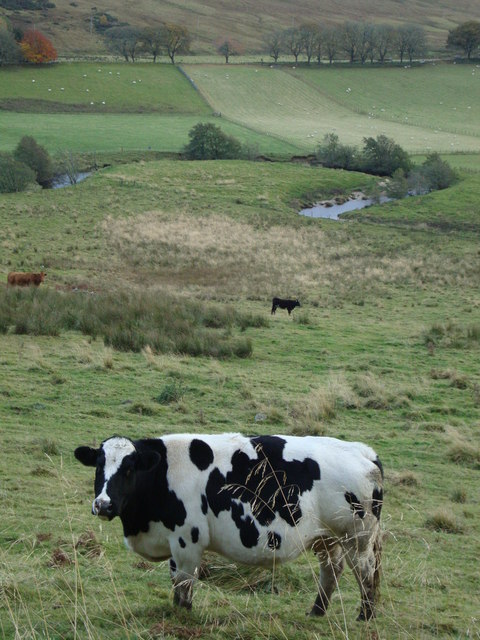 The countryside near Torness