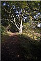 The footpath from Fremington to the quay