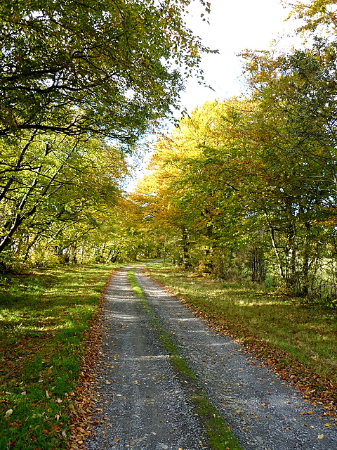 'The Avenue' in autumn