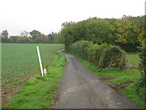 TR2349 : Wick Lane towards Woolwich Wood by David Anstiss
