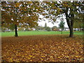 Horse chestnuts and the brookstray