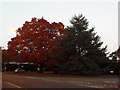 Talbot Woods: evergreen and deciduous in Glenferness Avenue