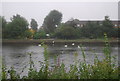 Swans on the River Thames