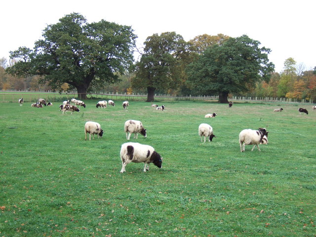 Sheep near New Park Farm, Bretton, Peterborough
