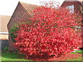 Autumn Acer colour, Brookside