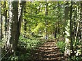 Woodland beside Burnside Farm