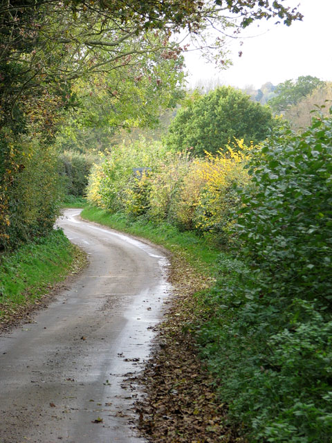 An autumnal hedge beside Knight's Lane