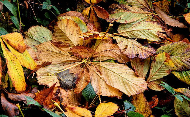 Autumn leaves, Downpatrick (2)