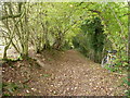 Autumn leaves on the bridleway to Garmston