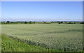 Barley fields near Market Bosworth, Leicestershire