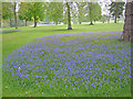 ST9770 : Bluebells in the Bowood Arboretum by Trevor Rickard