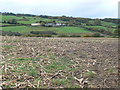 Remains of a maize crop