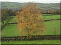 A yellow Silver Birch