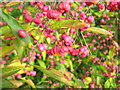 Euonymus europaeus berries