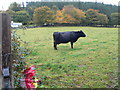 Lone Welsh Black cow