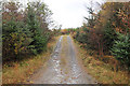 Forestry road in Leanachan Forest