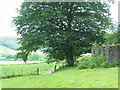 Colfen Nantcwmgwili Tree, Llanllawddog