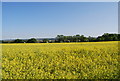 Oilseed rape, Hoo